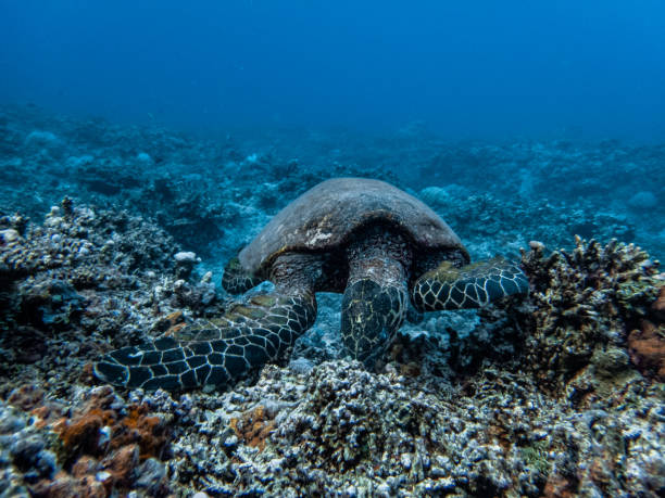 Sea adventure in Punta Cana