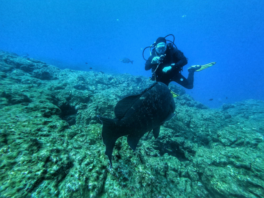 A scuba diver in a black wetsuit and fins, swimming near a large fish over a rocky underwater landscape, with clear blue water in the background.
