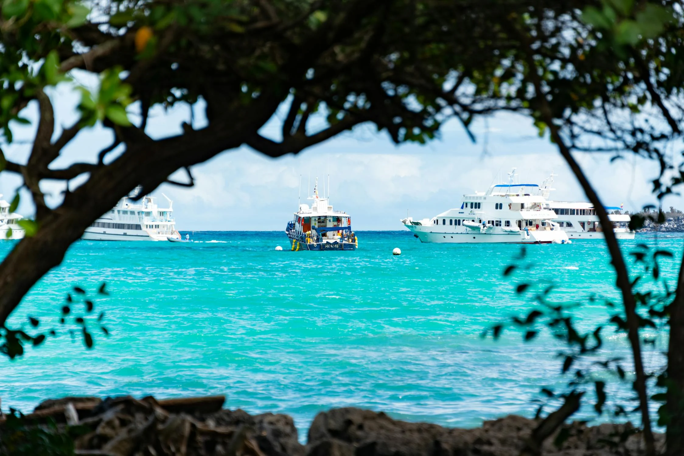 Boats anchored in turquoise waters framed by trees, showcasing Punta Cana attractions.