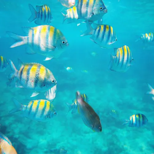 Marine life view in Isla Catalina on shared Isla Catalina tour with us