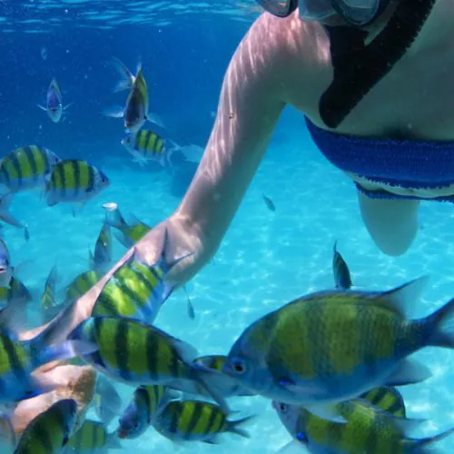 25576416 - young lady snorkeling and feeding fish in a tropoical sea