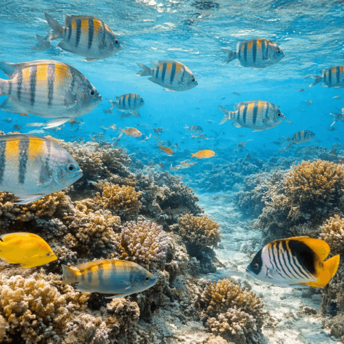 Underwater coral reef with colorful tropical fish and clear blue water showing marine life in a shallow snorkeling area