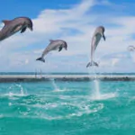 dolphins on the beaches of Punta Cana