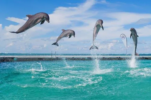 dolphins on the beaches of Punta Cana